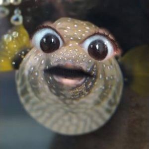 Meet your Posher, Jane